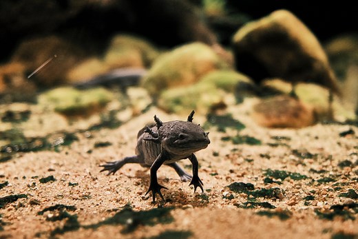 17 Pets You Can Legally Own That Look Like Dragons