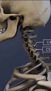 72K views · 400 reactions | Need to understand neck pain, spinal alignment, or cervical disc issues? Learn how the C2-C5 spinal motion segment supports head movement, protects your spinal cord, and plays a major role in common conditions like herniated discs, cervical spondylosis, and nerve compression. Whether you're dealing with neck stiffness, chronic pain, or recovering from an injury, this insight can help you take the next step toward relief and recovery. | Spine-health | Facebook