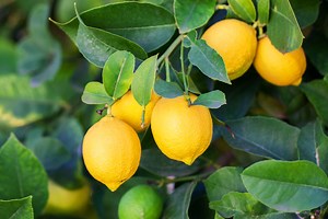 10 annoyingly common citrus diseases and pests