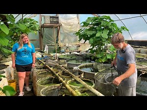 Fish Breeding Colony Processing & Setup • Start to Finish •