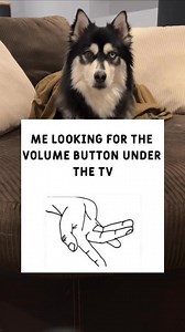 64K views · 139 reactions | What do you see?  | Zeus the Pomsky | Facebook