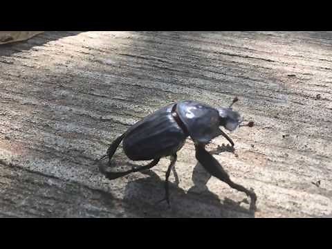 Slow motion footage of a dung beetle taking flight
