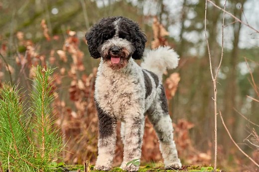 10 Best Labradoodle Rescues for Adoption (2025): Our Top 10 Picks!