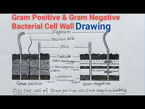 Gram Positive And Gram Negative Bacterial Cell Wall Drawing / Bacterial Cell Wall Diagram
