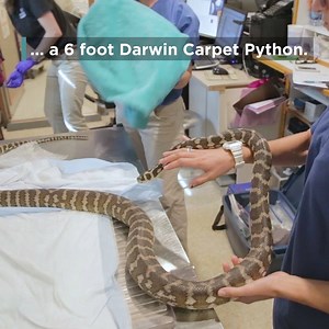 18K views · 305 reactions | Check out how our Animal Health team gave William T. Kensington III, a six-foot long Darwin carpet python, an MRI scan! | National Aquarium | Facebook
