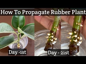 How to Progagate Rubber Plant from Cuttings | Grow Ficus Elastica
