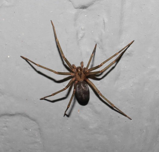 Brown Recluse Size Comparison: Just How Big Do These Dangerous Spiders Get?
