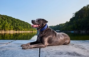 12 Best GPS Dog Collar & Dog Trackers of 2026