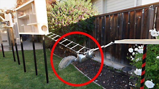 693K views · 11K reactions | Squirrels kept breaking into my "squirrel-proof" bird feeders so I had to outsmart them on my own :) | Mark Rober | Facebook