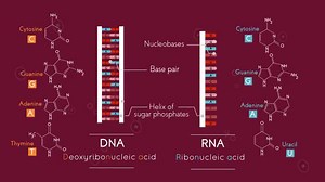 Types of RNA: mRNA, rRNA and tRNA
