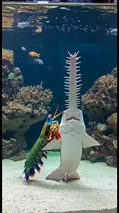 2.2M views · 5.2K reactions | Mantis shrimp vs sawfish | John Fishing Adventure | Facebook