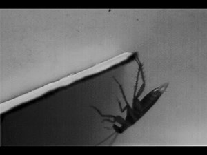 Stealth behavior allows cockroaches to seemingly vanish | Research UC Berkeley