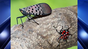 Search for invasive insects and plants in Mass. with pest map