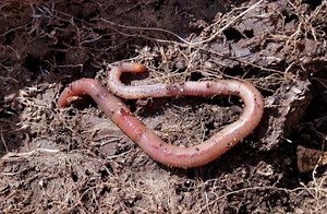 How to Attract Earthworms to Your Garden