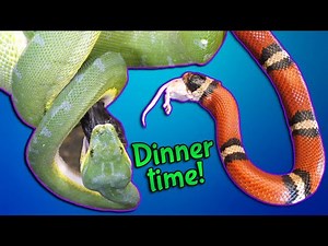 Feeding our Infrequently-Seen Snakes!