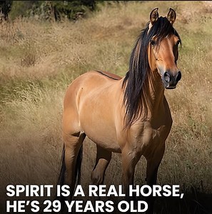 424K views · 31K reactions | Spirit, the real-life Kiger Mustang who...