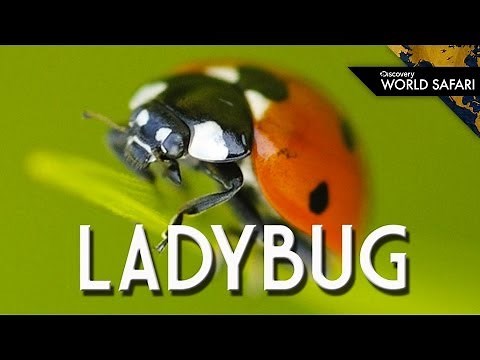 Ladybugs Come In Many Different Colors