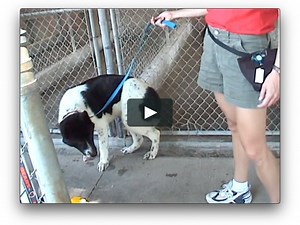 The Language of Dogs - Understanding Canine Body Language and Other Communication Signals