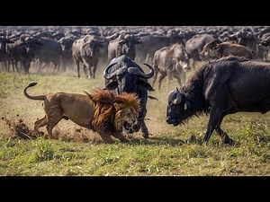 Horrifying Wild Moments | When Prey Becomes a Nightmare