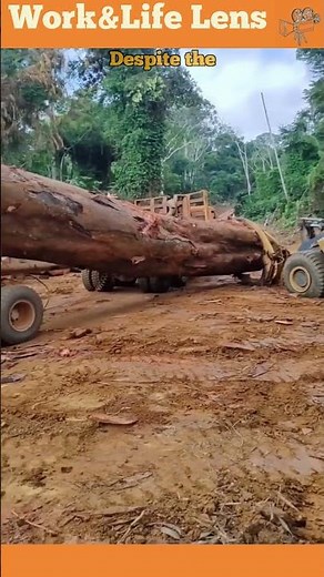 Log loader forestry machine lifting a huge log onto a truck