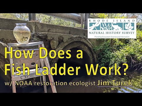 How Does a Fish Ladder Work? w/ Jim Turek