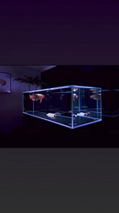 8.6K views · 82 reactions | Dậy cho cá ăn đi ae ơi!!!! #carong #chocaan #thaihoaaquarium | Cá cảnh Thái Hòa | Facebook