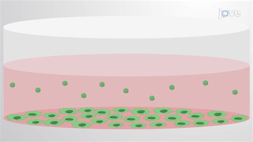 Video: Exosome Block Preparation: A Protocol to Preserve Exosomes From Cultured Human Colon Cancer Cells - Experiment