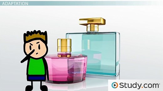 Sensory Adaptation vs. Habituation | Differences & Examples