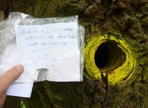 This Tree in Germany Has Been Helping People Find Love for Over a Century