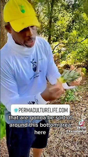 How to plant a pineapple top #pineapple #pineappleplant #andrethefarmer #growyourownfood #gardening