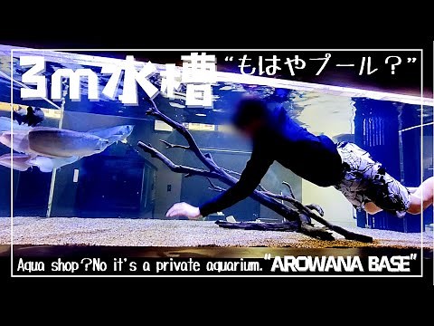 【マニア宅訪問】アロワナと一緒に泳げる3m水槽！漢の隠れ家“AROWANA BASE”！ #82