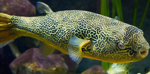 Alan Turing: how the world’s most famous codebreaker unlocked the secrets of nature’s beauty