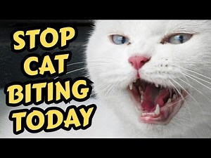 How To Stop Cat Biting And Attacking (Step-By-Step Fix)