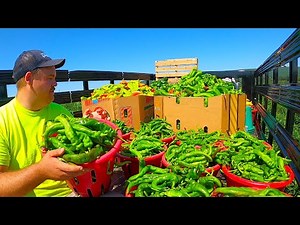 THIS IS WHAT VEGETABLE FARMING IS ALL ABOUT