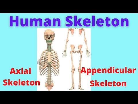 Axial Skeleton | Appendicular skeleton | Anatomy of skeleton | Human Anatomy and Physiology |