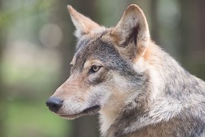How Has Dog Behavior Evolved From Wolves?