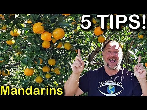 5 Tips How to Grow a TON of Mandarins on Just One Tree Organically