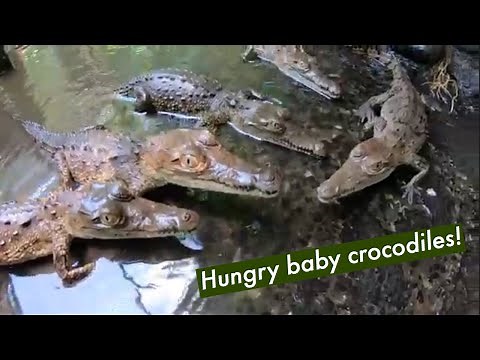 Feeding Baby Crocodiles!