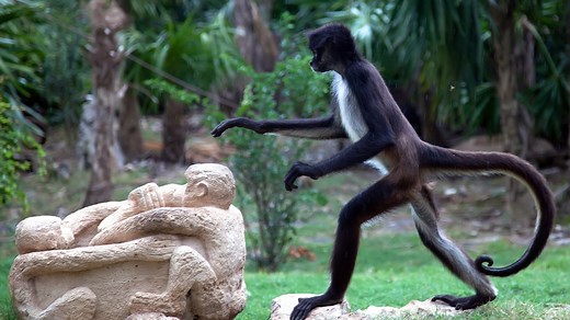 Spider Monkey Animal Profile - National Geographic Kids
