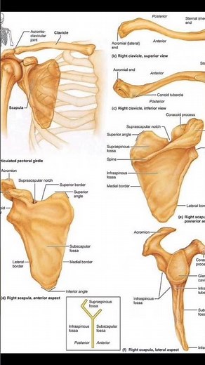 Pectoral Girdle Anatomy 🔥🔥