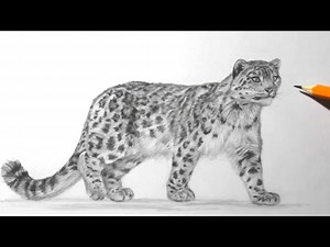 How to Draw a Snow Leopard | Pencil Drawing and Shading - Videos For Kids