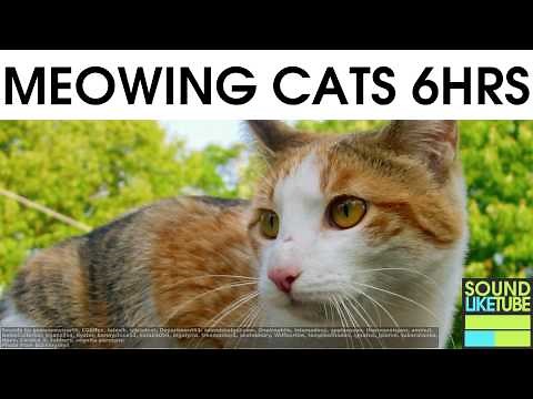 CAT SOUNDS for 6 Hours