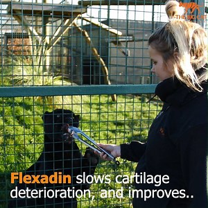 44K views · 4.2K reactions | Big cats ordinarily live longer in captivity to that of their wild counterparts, as such our care of these magnificent creatures must adapt to consider any potential health issues that may come from this. One of the ways we do this is by giving our cats Flexidin. In this video, Keeper Hannah explains what Flexidin is and why we use it  | The Big Cat Sanctuary | Facebook