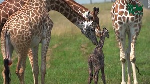 Baby giraffe's first, hilarious steps