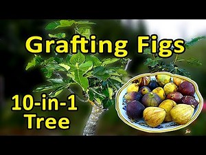 Grafting Figs - Multiple Varieties Grafted Fig Tree - 10 varieties grafted
