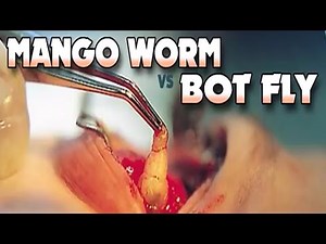 Bot Flies vs Mango Worms - Everything you need to know!