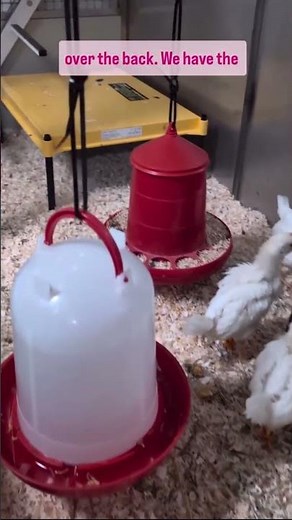 Lab life behind the lens ep7 #AnimalResearch #AnimalTesting #LabLife #Science