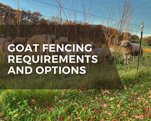 Goat fencing requirements and options