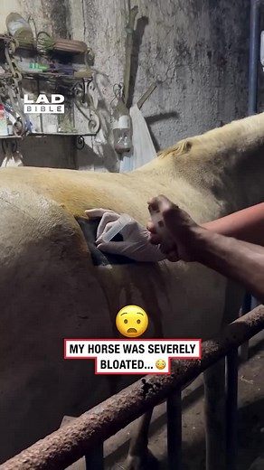 Horse Colic: Causes, Signs, and Emergency Care