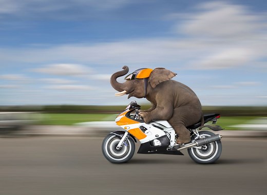 Are animals still evolving?